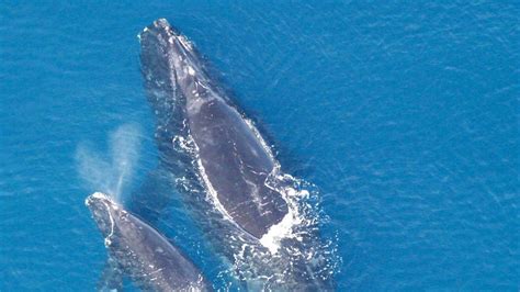 right whale coexistence act of 2022